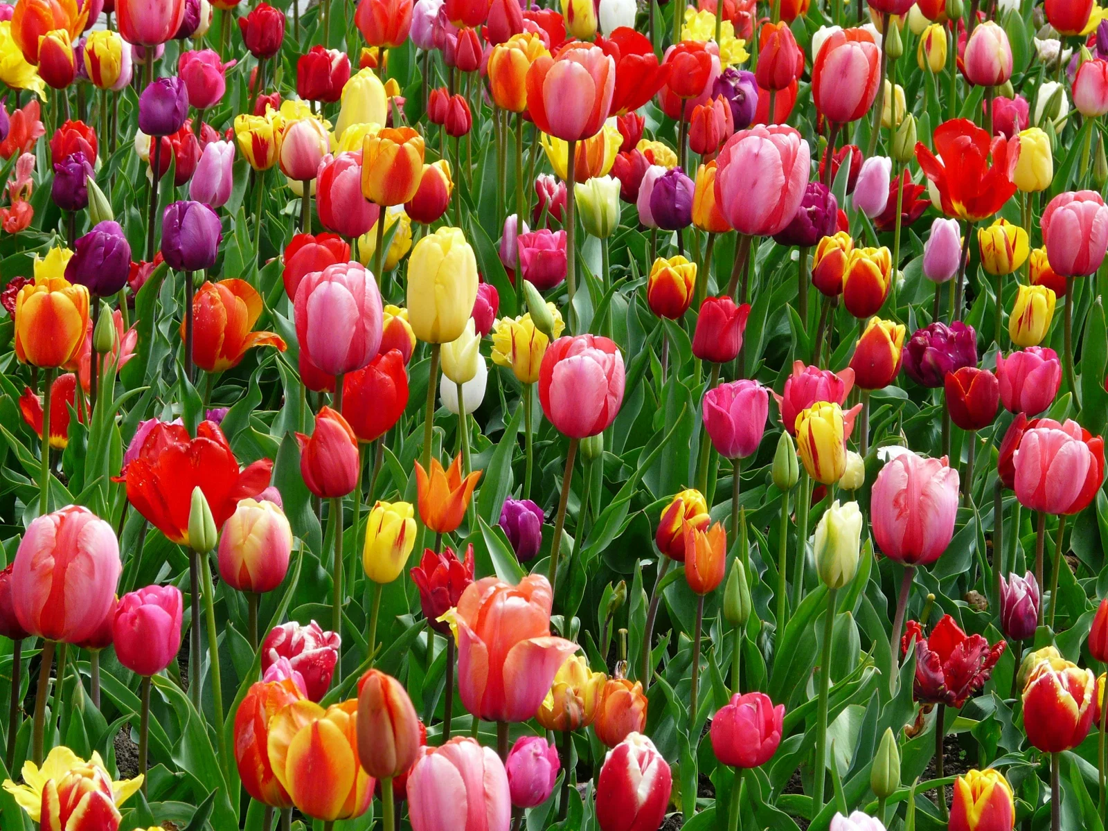 Kleurrijk tulpenveld
