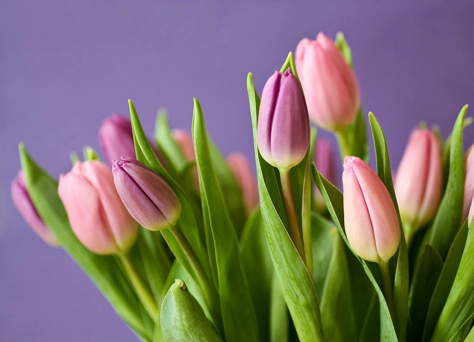 Verse tulpen