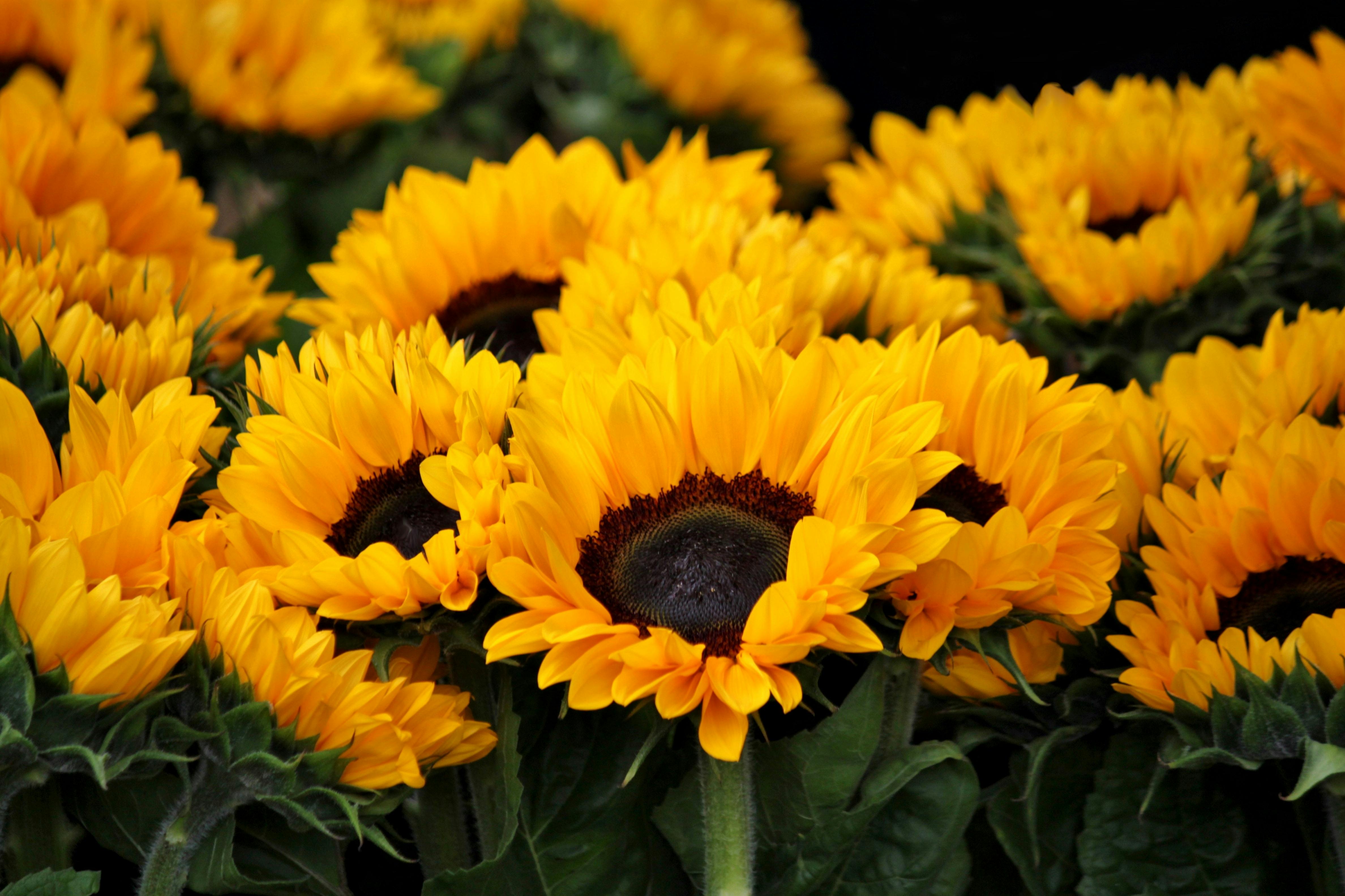 Zonnebloemen