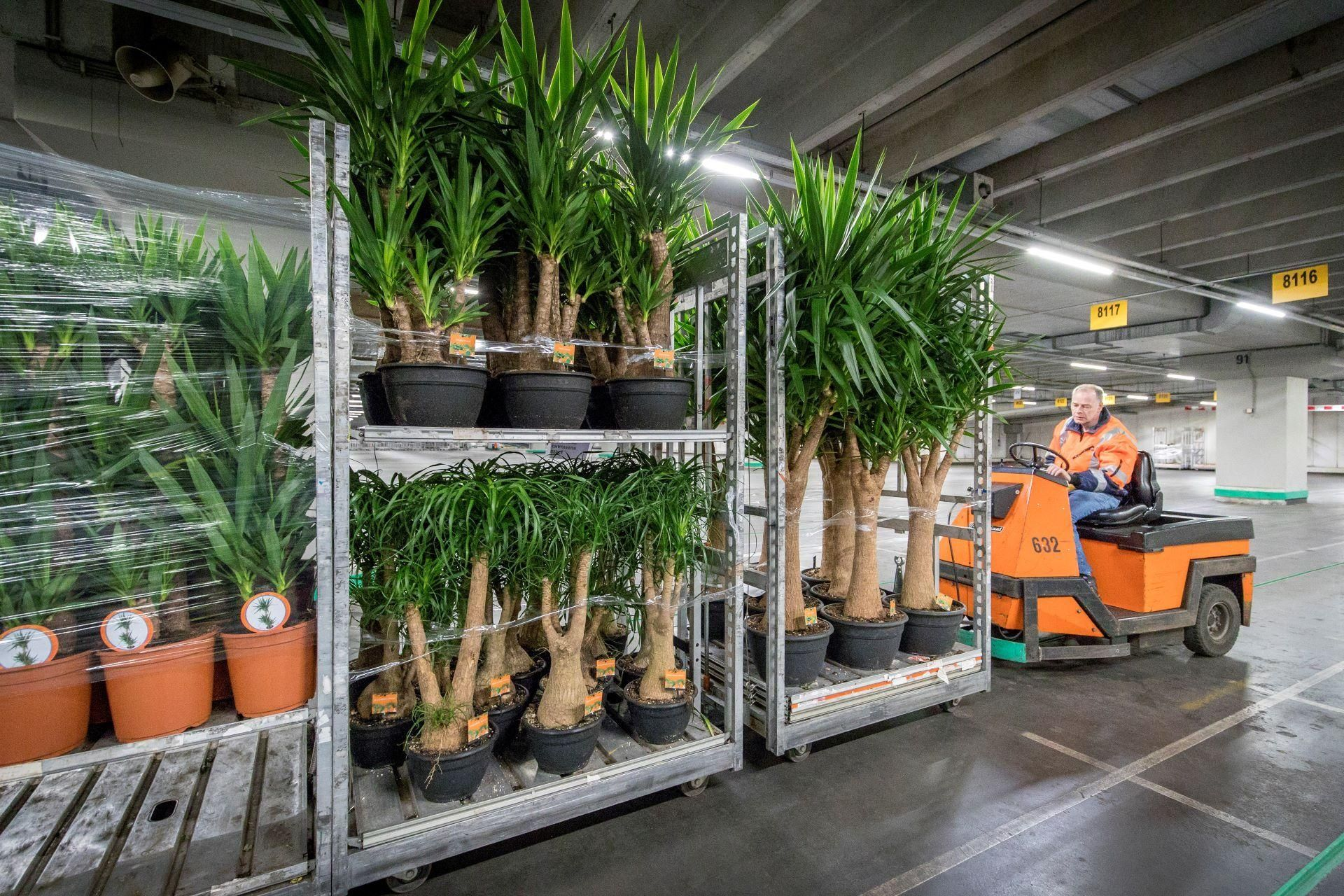 Transport van planten op de veiling